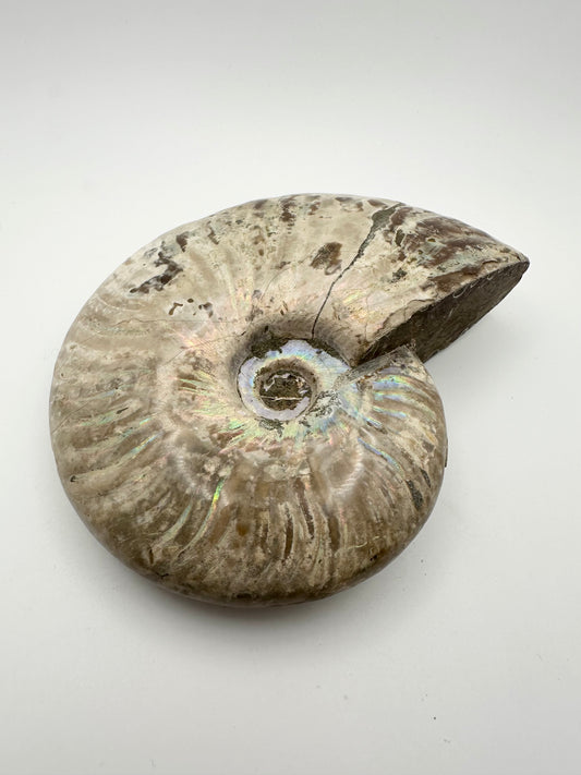 Whole Polished Ammonite