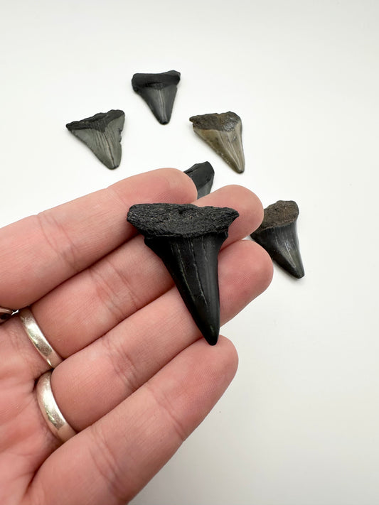 Megalodon Tooth