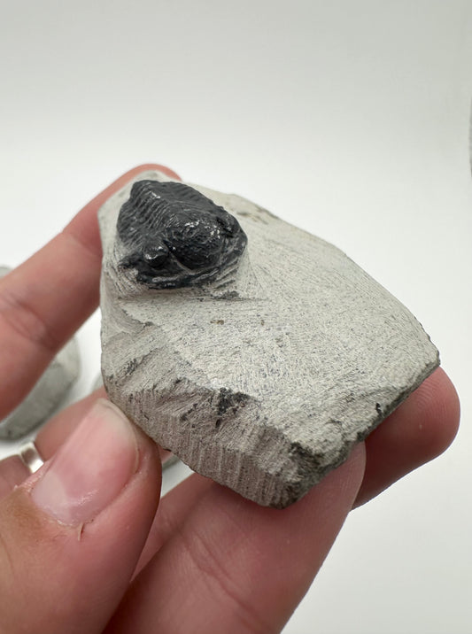 Moroccan Trilobite Fossil