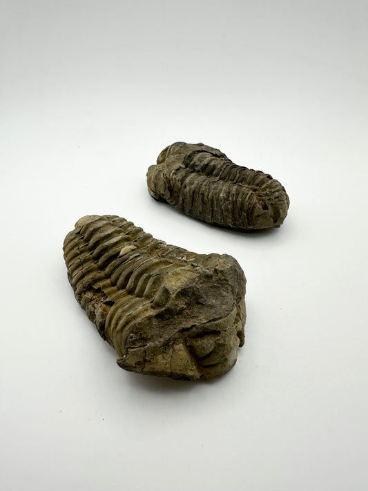 Trilobite Fossil