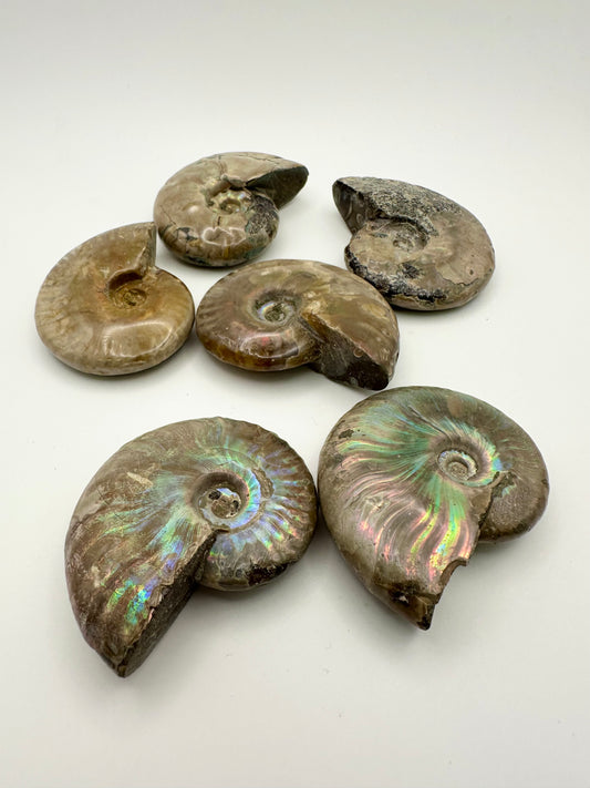 Whole Ammonite Fossil