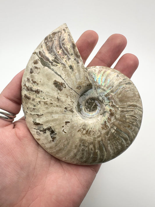 Whole Polished Ammonite