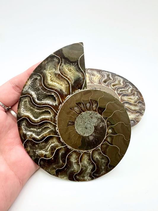 Madagascan Ammonite Slice Pair