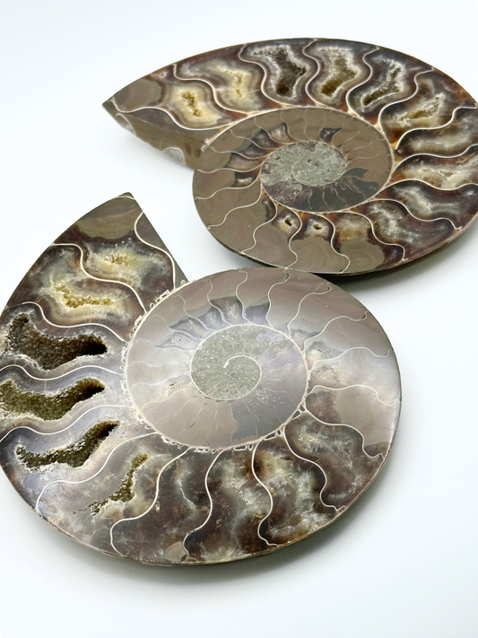 Madagascan Ammonite Slice Pair