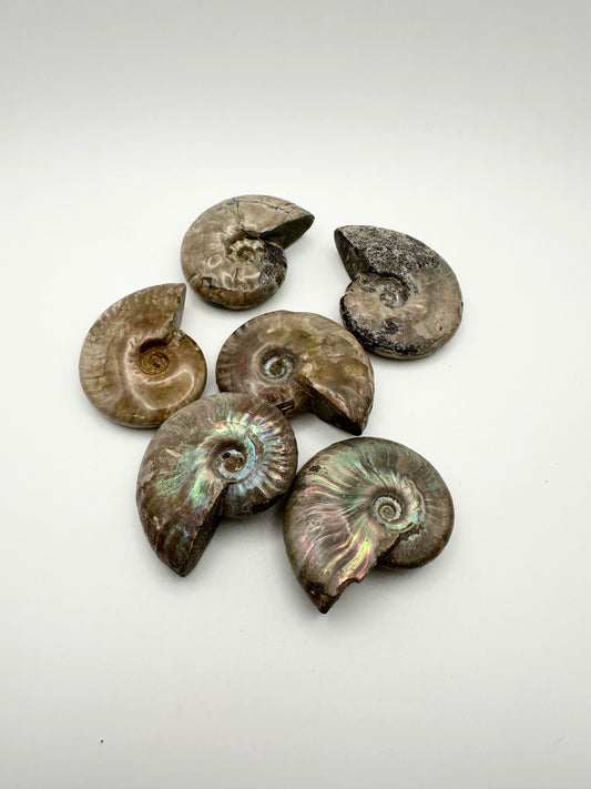 Whole Ammonite Fossil