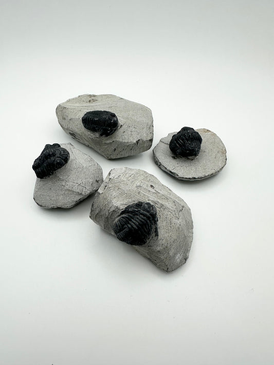 Moroccan Trilobite Fossil