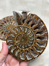 Load image into Gallery viewer, Ammonite Slice Pair
