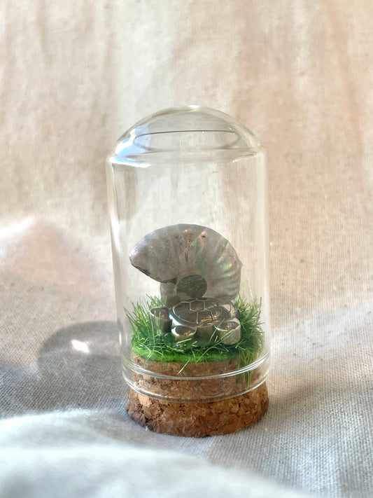 Ammonite Turtle Terrarium