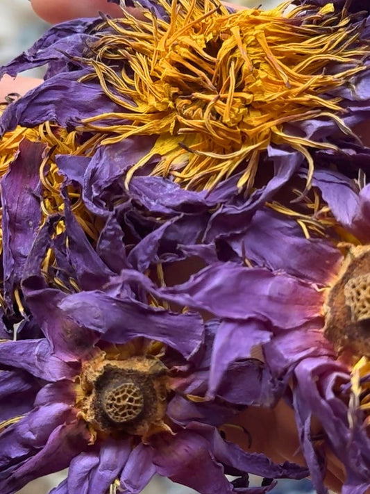 Blue Lotus Whole Flowers