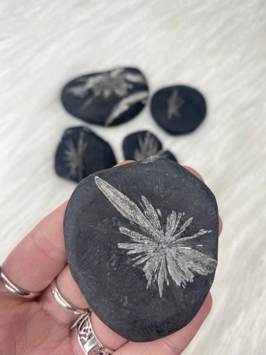 Chrysanthemum Stone