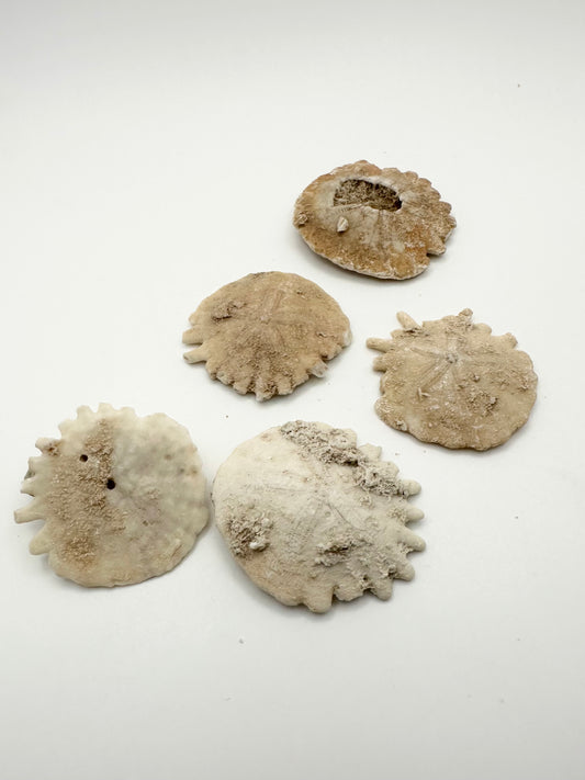 Moroccan Sand Dollar Fossil