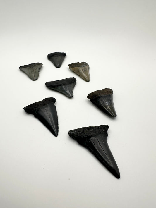 Megalodon Tooth