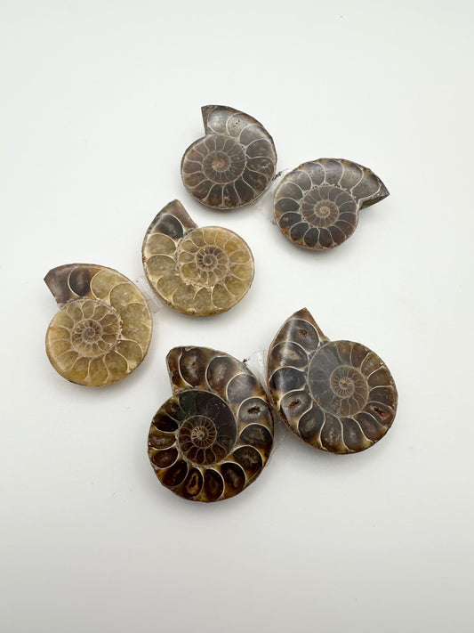 Polished Ammonite Pair