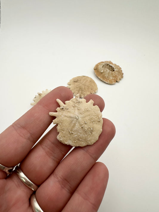 Moroccan Sand Dollar Fossil