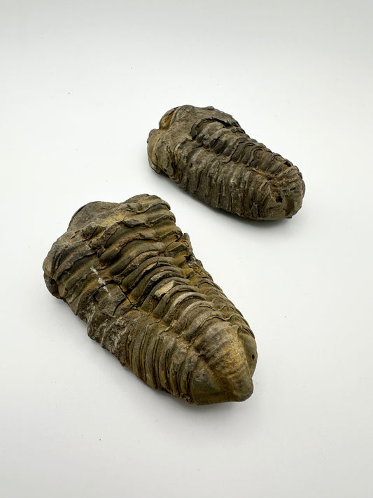 Trilobite Fossil