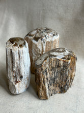 Load image into Gallery viewer, Petrified Wood
