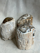 Load image into Gallery viewer, Petrified Wood

