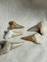 Load image into Gallery viewer, Otodus Tooth Small
