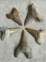 Load image into Gallery viewer, Otodus Tooth Small
