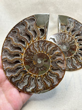 Load image into Gallery viewer, Ammonite Slice Pair
