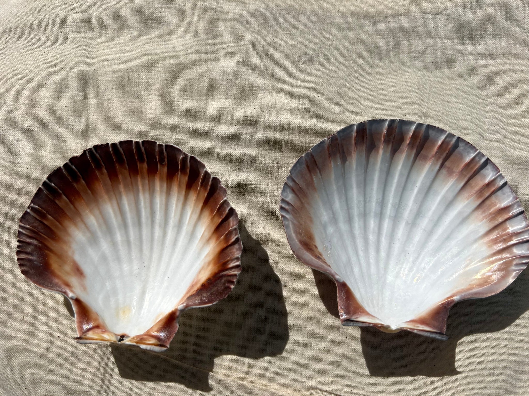 Venus Shell – Mineralism