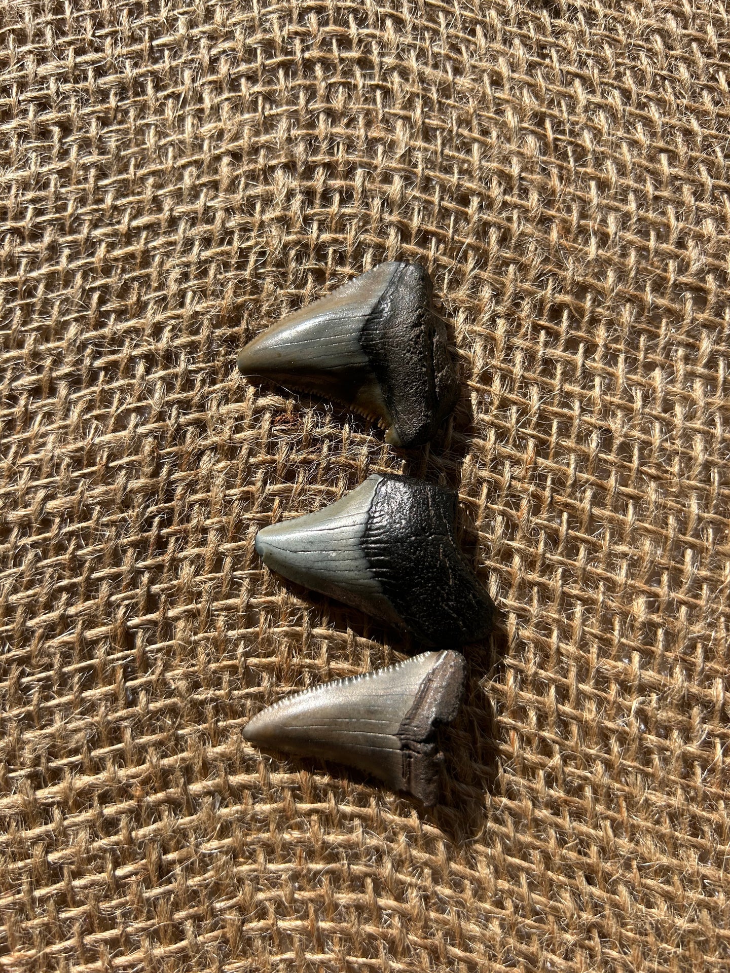MegalodonTooth