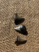 Load image into Gallery viewer, MegalodonTooth
