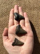 Load image into Gallery viewer, MegalodonTooth
