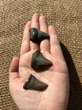 Load image into Gallery viewer, MegalodonTooth
