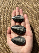 Load image into Gallery viewer, Orthoceras Fossil
