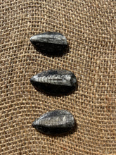 Load image into Gallery viewer, Orthoceras Fossil
