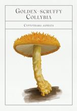 Load image into Gallery viewer, The Deck of Mushrooms: An illustrated field guide to fascinating fungi
