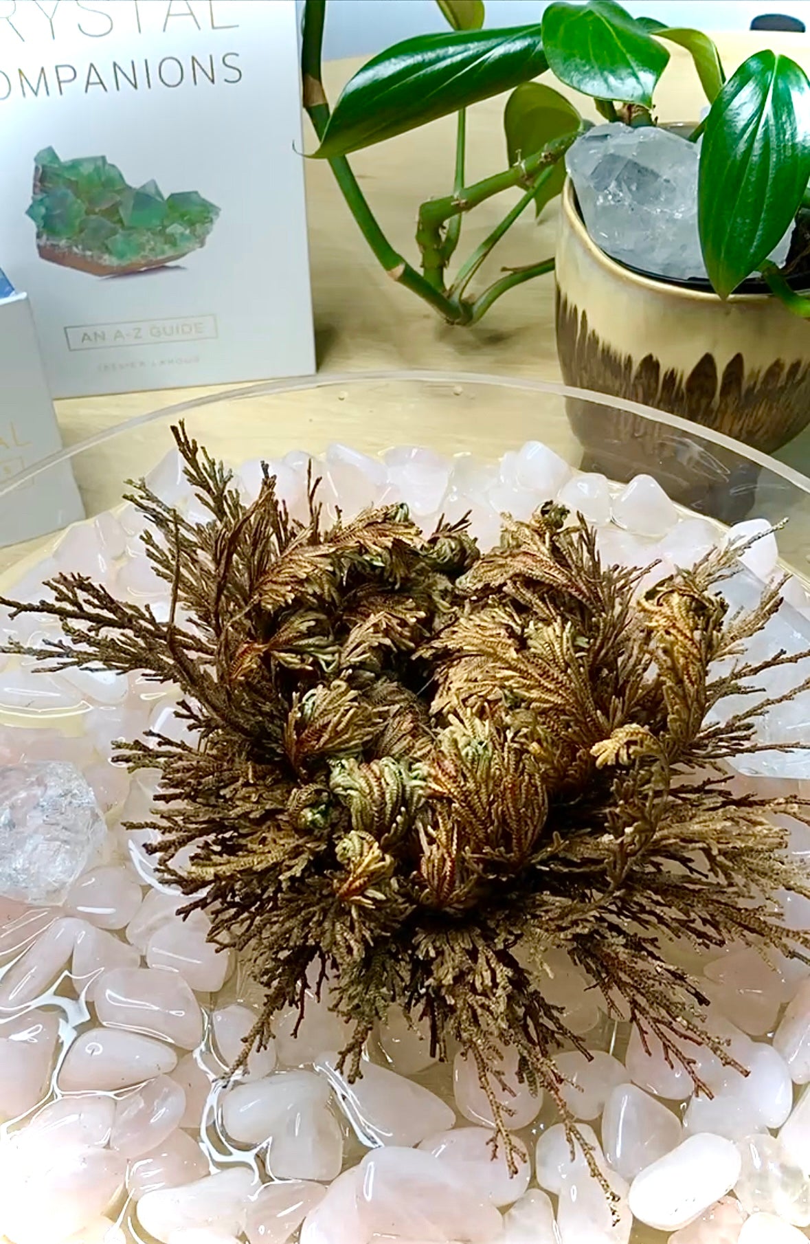 Banjara Shamanic Wisdom Ritual Resin on Stick - Copal – Mineralism