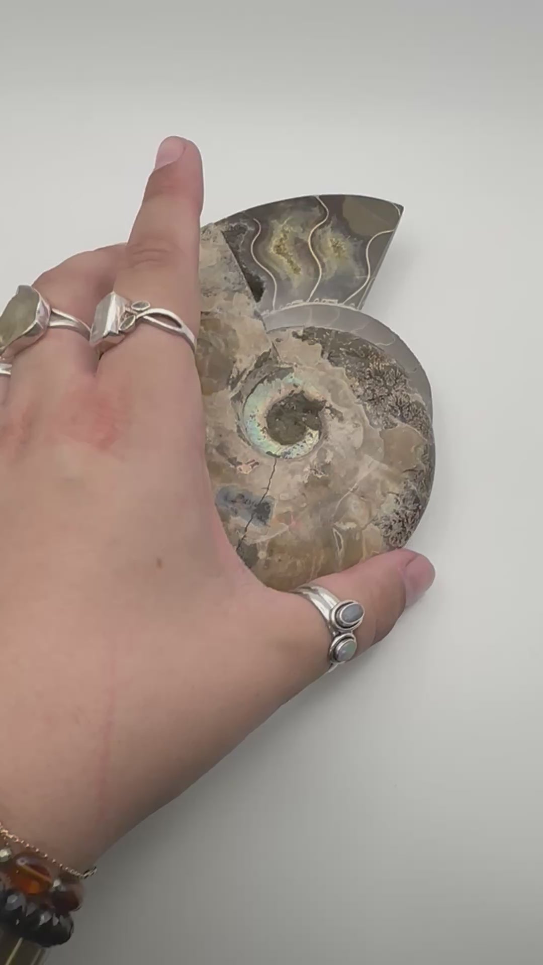 Madagascan Ammonite Slice Pair