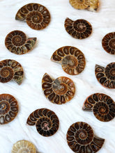 Load image into Gallery viewer, Ammonite fossil polished
