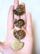 Load image into Gallery viewer, Ammonite fossil polished
