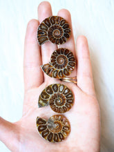 Load image into Gallery viewer, Ammonite fossil polished
