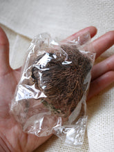 Load image into Gallery viewer, Rose of Jericho
