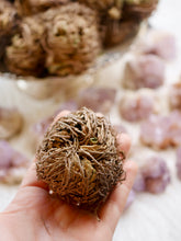 Load image into Gallery viewer, Rose of Jericho
