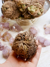 Load image into Gallery viewer, Rose of Jericho
